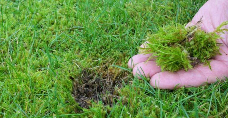 Moss In Your Lawn Is A Warning Sign Of What Your Soil Needs