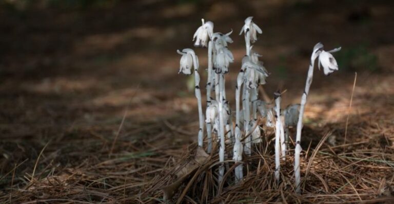 Pale White Plants Are Rising From The Shaded Soil Of Alabama Yards And Do Not Use Sunlight Directly
