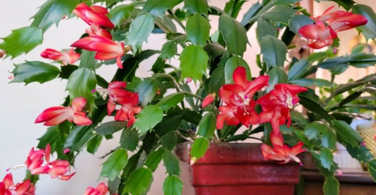 When To Fertilize Your Christmas Cactus For A Spectacular Winter Bloom In Michigan