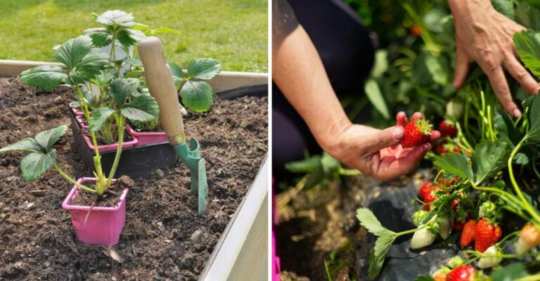 Florida Is One Of The Few Places You Can Plant Strawberries In Fall, And Now Is The Time