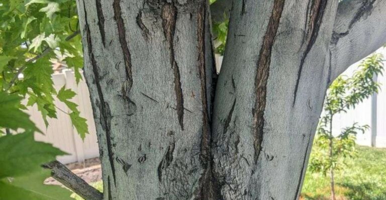The V-Shaped Tree Trunk California Homeowners Should Inspect Before Winter Storms Arrive