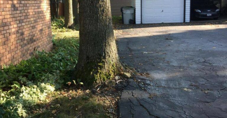 Who Pays When Tree Roots Cross Property Lines And Cause Damage In Virginia