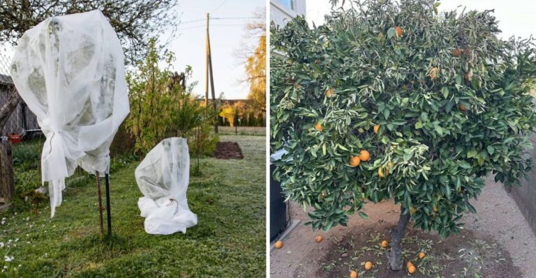 Should California Gardeners Cover Citrus Trees During Early Cold Nights?