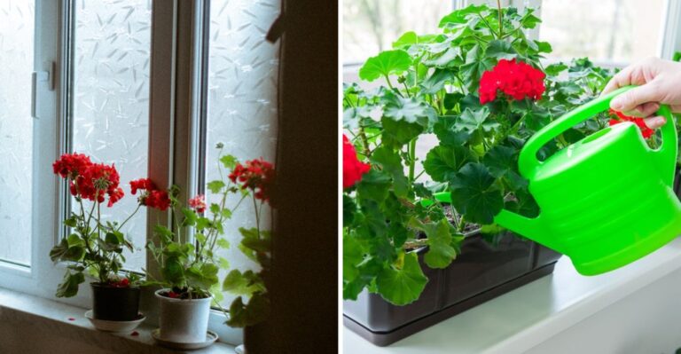 How To Save Your Pennsylvania Geraniums In Fall