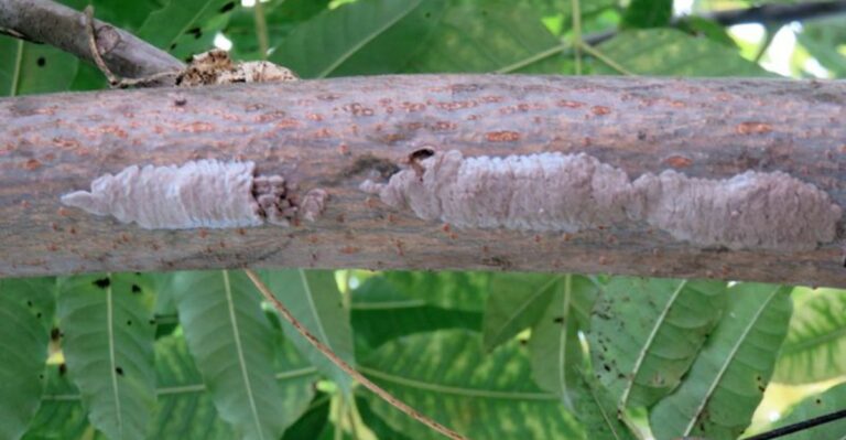 Mud-Like Smears On Indiana Firewood Can Hold Dozens Of Invasive Eggs