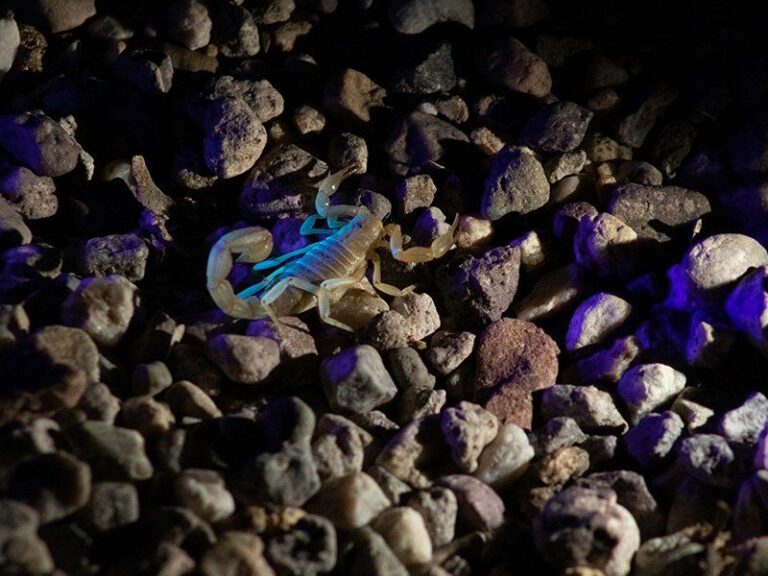 9 Things That Attract Bark Scorpions Into Arizona Homes