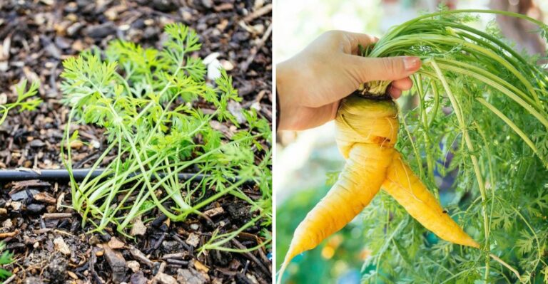 Why Fall Root Crops Turn Hairy, Forked, Or Oddly Shaped In North Carolina