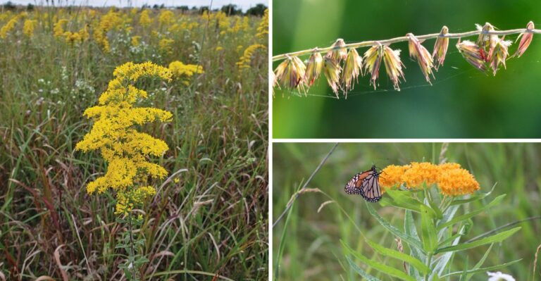 10 Native New York Plants That Survive a Dry Fall