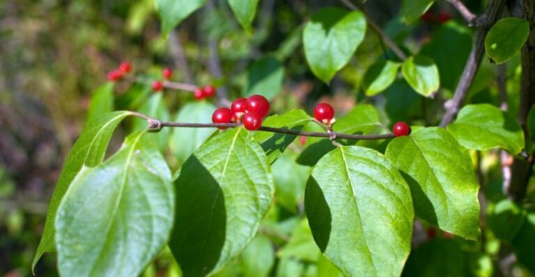 Green Shrubs Heavy With Red Berries Are Crowding Missouri Woods Edges