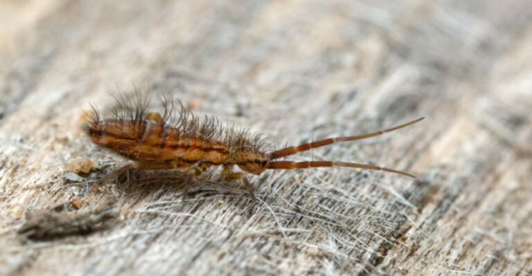 What Swarms Of Tiny Bugs Around Georgia Foundations Mean After Rain