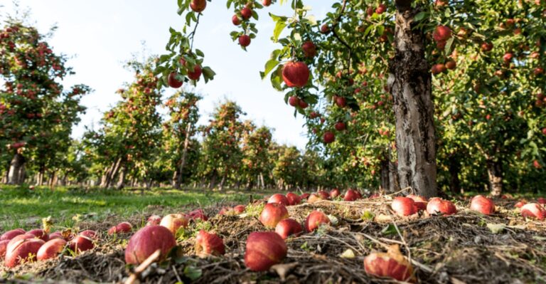 Those Fallen Apples Under Your Missouri Tree Are Worth More Than You Think