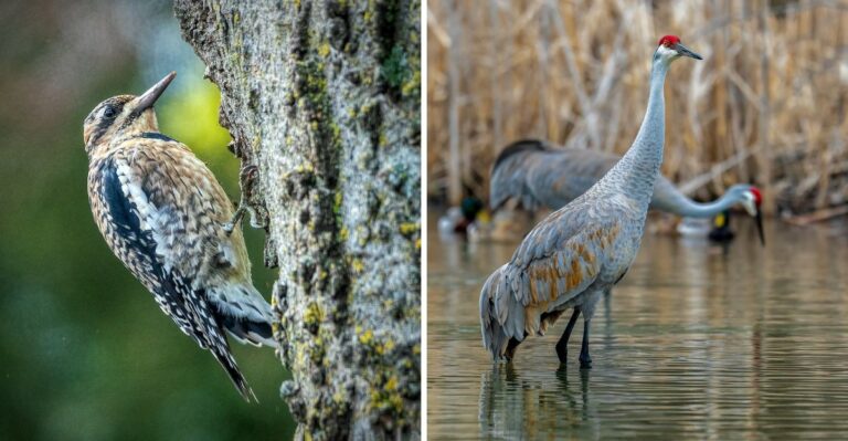 The Texas Birds That Arrive In October And Stay All Winter