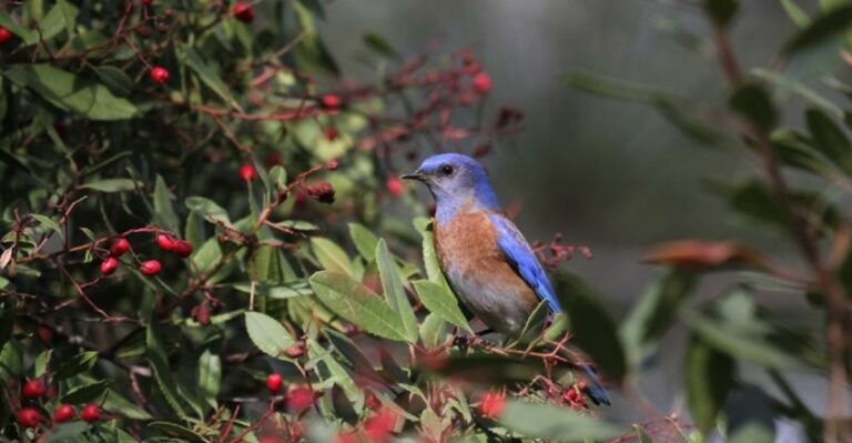 The Meaning Behind Seeing Western Bluebirds Gather In Your California Yard