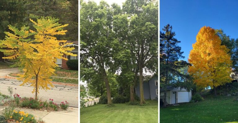 The Last Trees To Plant In Virginia Before Mid-October Frost