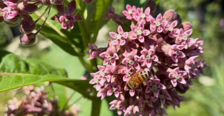 Michigan Gardeners Pull This Spreading Native, But Monarch Caterpillars Can’t Live Without It