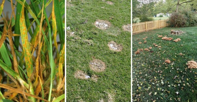 The Lawn Problems That Thrive When California Grass Stays Wet Too Long After Fall Rain