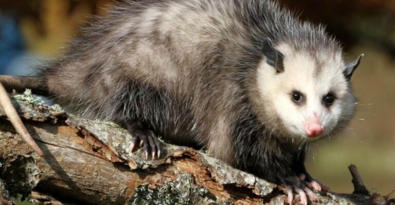 That Opossum In Your Georgia Yard Is Actually Doing You A Favor This Fall