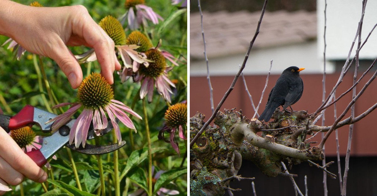 Bee Left The Garden Cleanup Mistake That Harms Birds In New Jersey