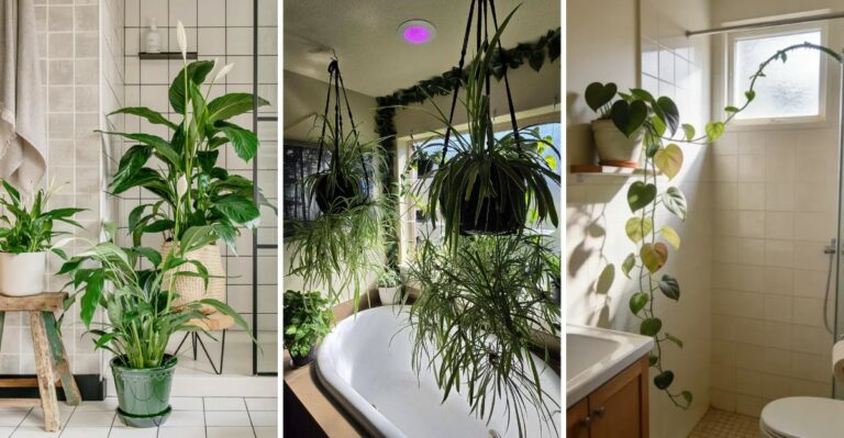 Got A Little Space In Your Missouri Bathroom? Here Are 8 Plants That Love The Steam