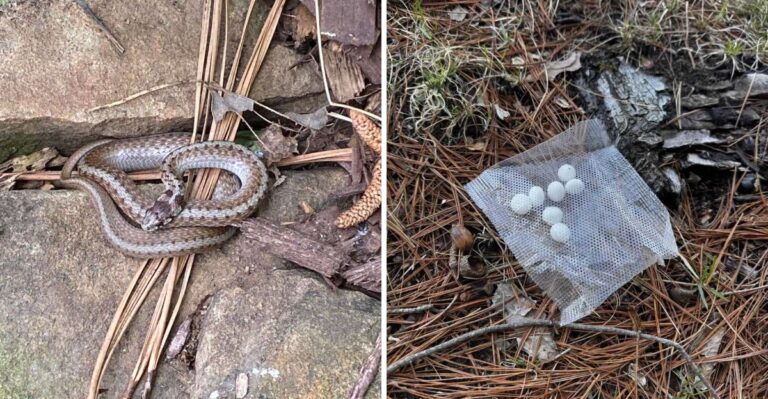 Why Using Mothballs To Keep Snakes Away Is Illegal In Georgia