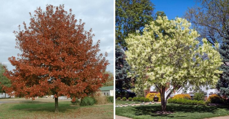 The Best Florida Trees To Plant In October While Nurseries Are Fully Stocked