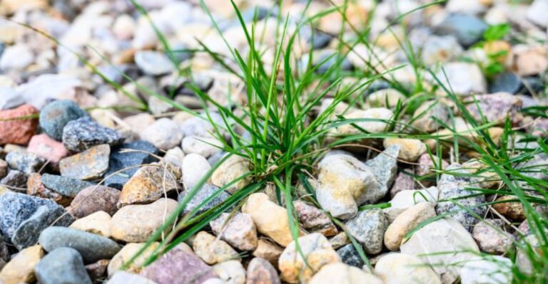 Fall Is A Smart Time To Clear Weeds From Gravel, And Here’s Why