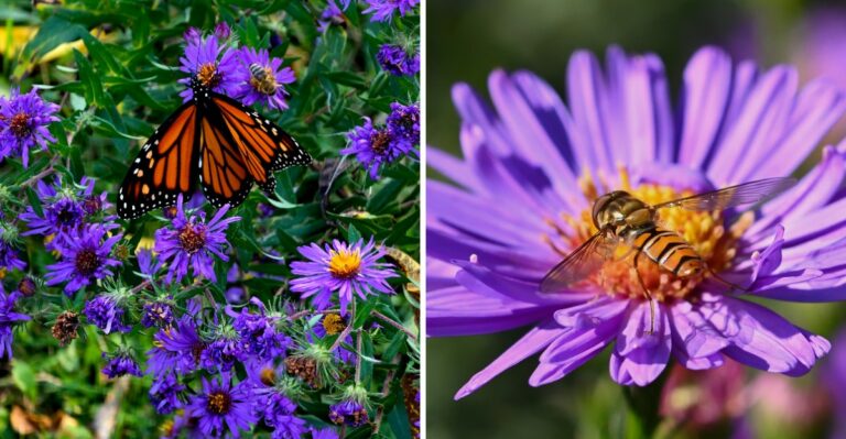 Why Your New Jersey Asters Are Suddenly Busy With Visitors Who Are Headed To Mexico