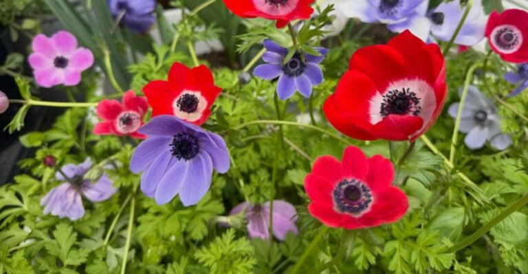 Georgia Gardeners Tired Of Tulips Should Plant These Spring Bulbs This Fall