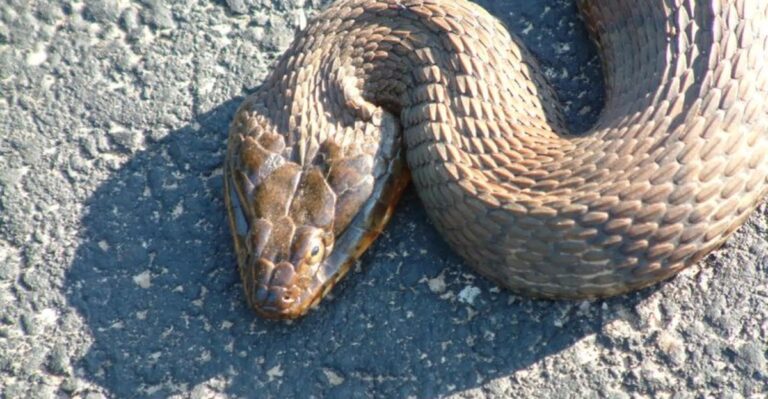 Snakes Are Basking On Missouri Driveways And Patios On Warm October Days