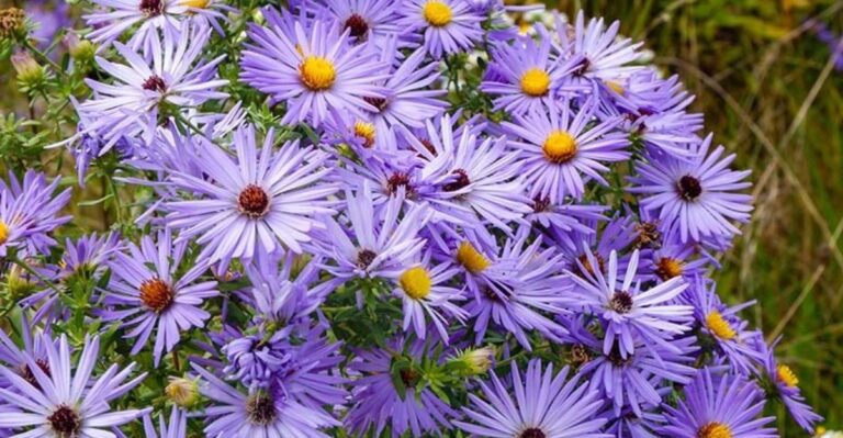 Why Aromatic Aster Thrives In Dry, Sunny North Carolina Fall Gardens