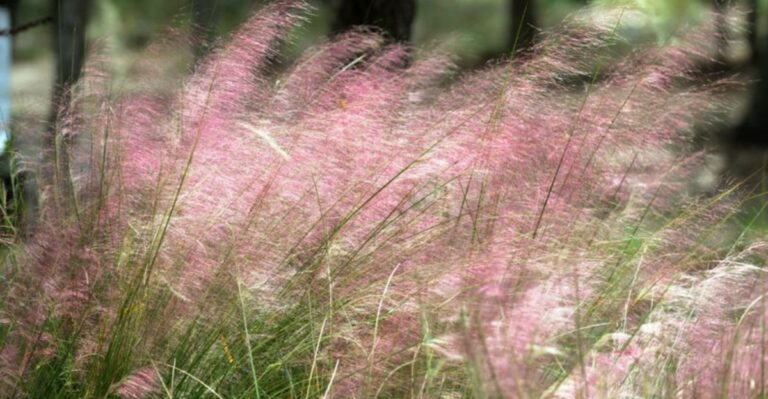Why Muhly Grass Suddenly Turns Pink Across Florida Landscapes In Fall