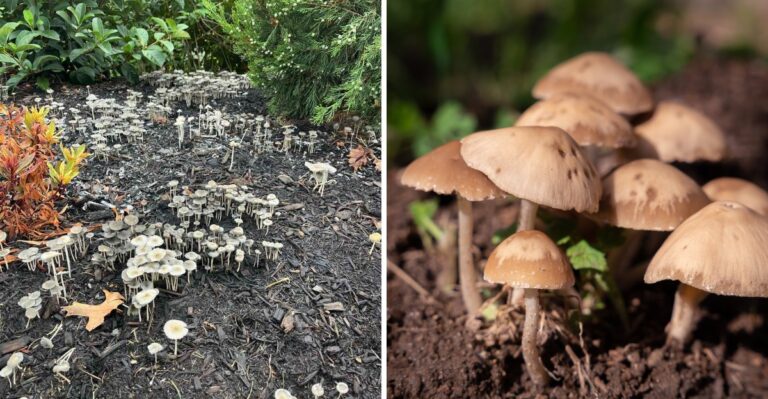 Mushrooms Growing In Your Mulch? Here’s What It Means