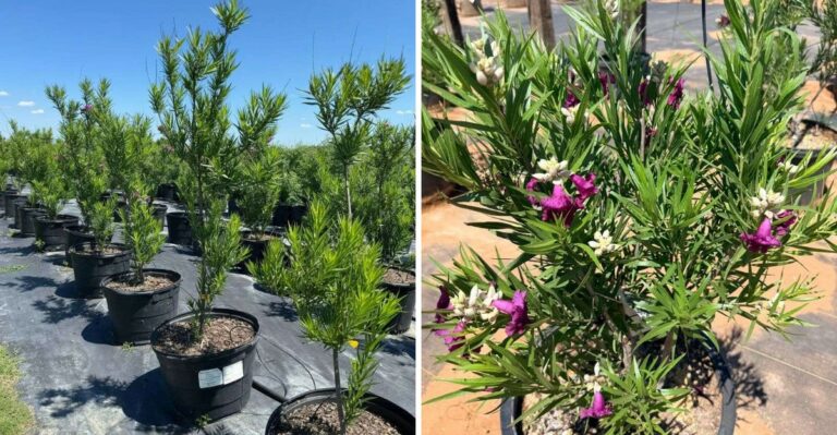 Why Fall Is The Best Time To Plant A Desert Willow In Texas