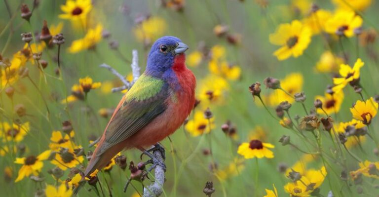 The Colorful Little Bird Florida Yards Only Get For Half The Year