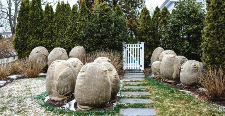 Should You Burlap Ohio Boxwoods This Winter? When It Helps And When It Hurts