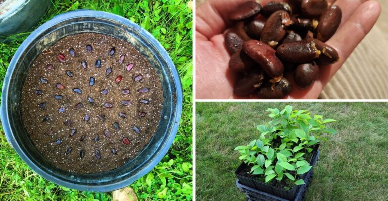 Pawpaw Seeds Saved From This Year’s Fruit Can Still Go In The Ground Before Missouri Winter Arrives