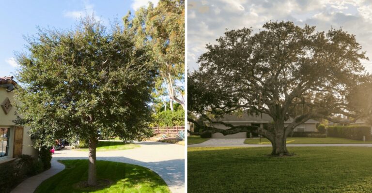 Plant A Florida Shade Tree This Fall And Its Roots Get A Head Start Before Summer
