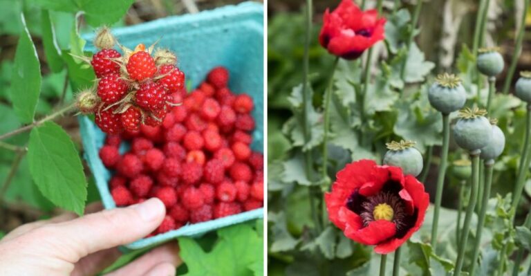 Common Foods That Are Illegal To Grow In Your New York Backyard