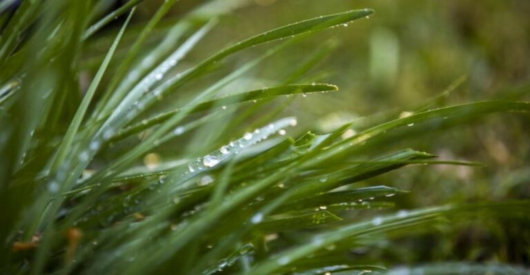 Could California’s Upcoming Rainy Season Finally Give Your Garden A Break? Watch For These Signs