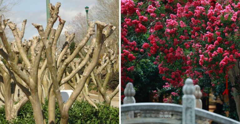 October Crepe Myrtle Mistakes Florida Gardeners Keep Making