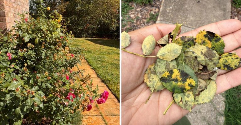 The Early October Rose Task Pennsylvania Gardeners Often Skip