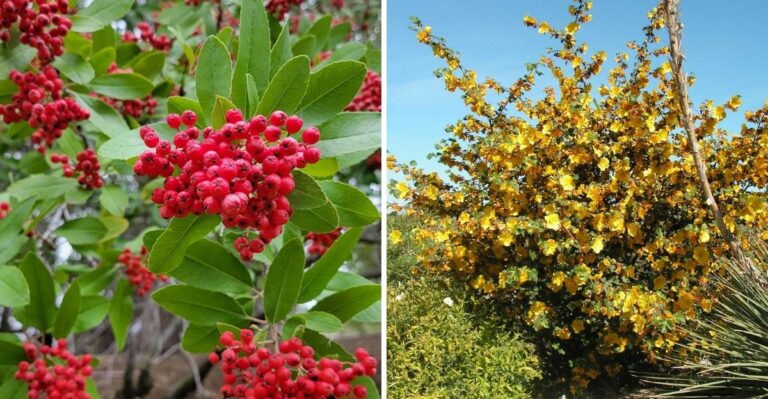 The California Native Shrubs That Settle In Best With Fall Planting