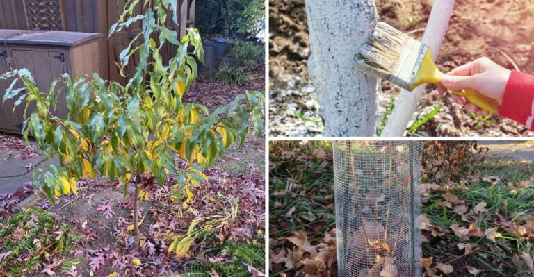 What New York Peach Trees Need Before The First Freeze To Protect Their Wood