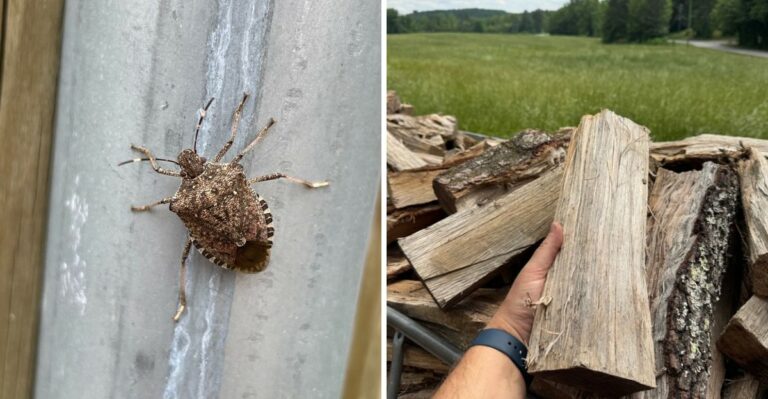 How To Get Rid Of Stink Bugs In Pennsylvania Yards