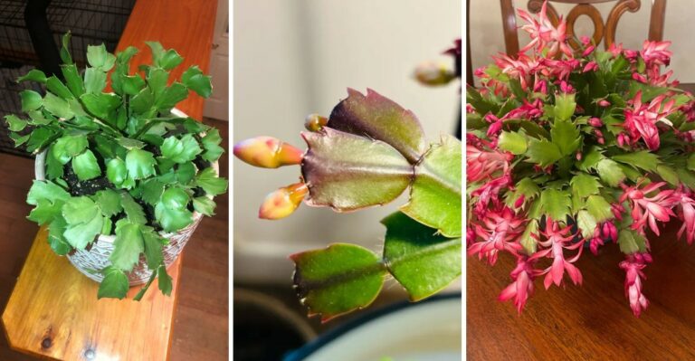 The October Care Your New York Thanksgiving Cactus Needs To Bloom