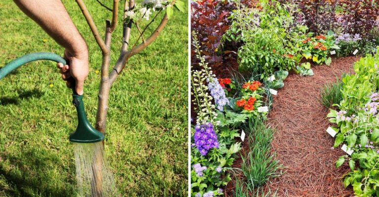 How To Keep Fall Plantings Alive When Your North Carolina Town Limits Watering
