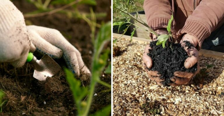 Why More North Carolina Gardeners Are Mixing Biochar Into Clay Beds This Fall