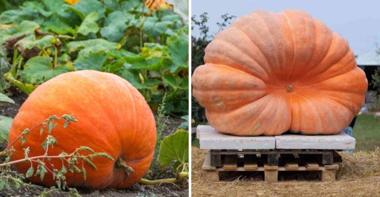 How New York Growers Raise Pumpkins That Weigh As Much As A Car