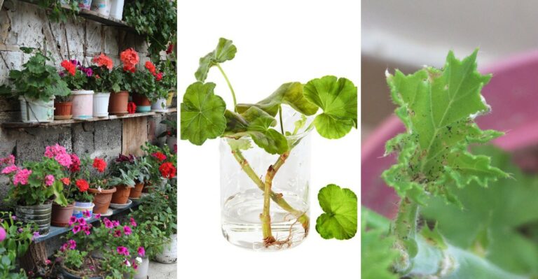 Your Scented Geraniums Need Winter Care In Virginia For Fruity Scents Next Spring
