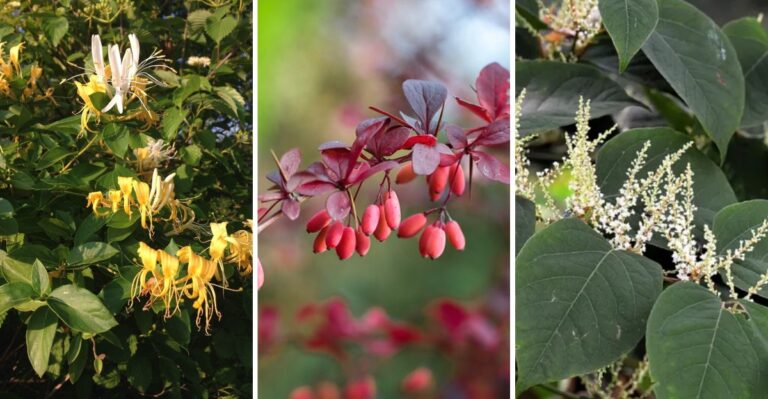 New York Banned The Sale Of These Popular Plants. One Might Be Growing In Your Yard